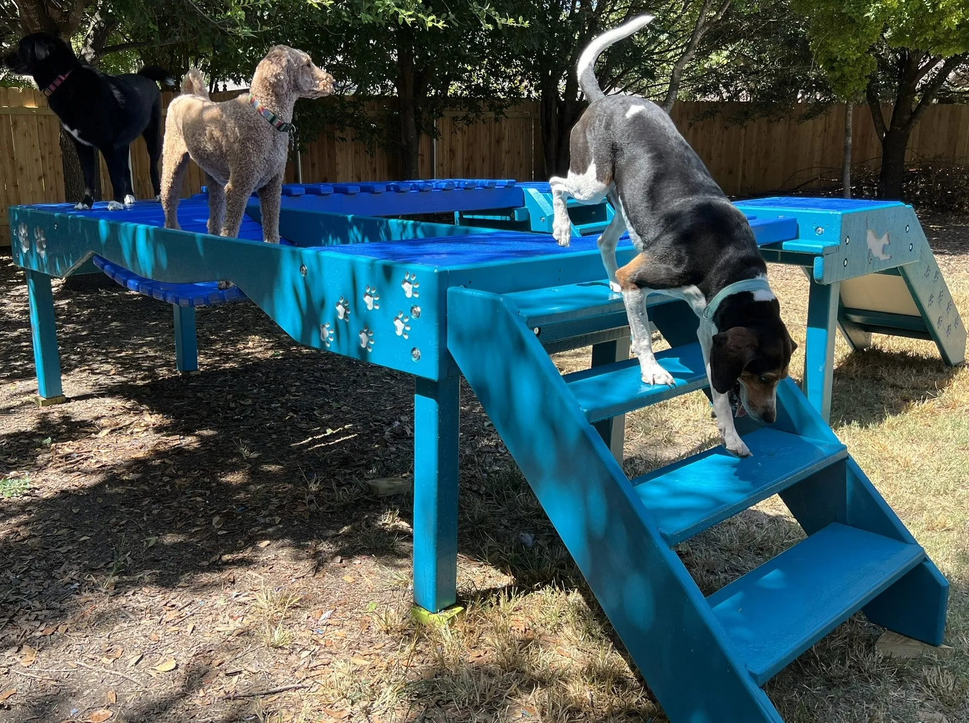 Puppy Scapes Agility Confidence course